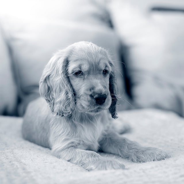Een hond die op een bank ligt.