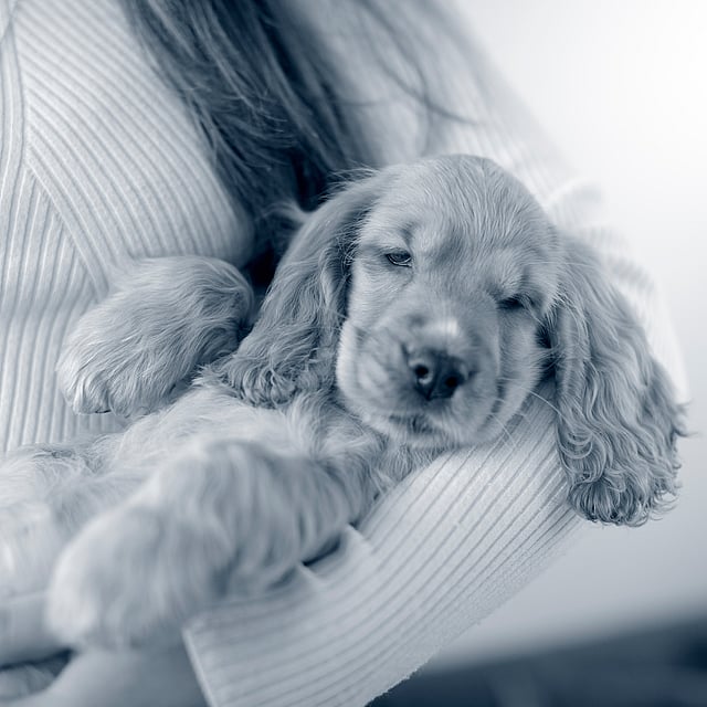 Une personne tenant un chiot.