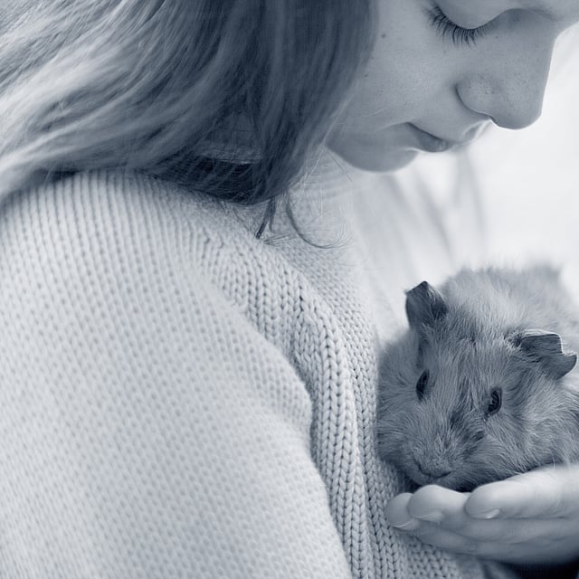 Meisje kijkt naar cavia in haar hand