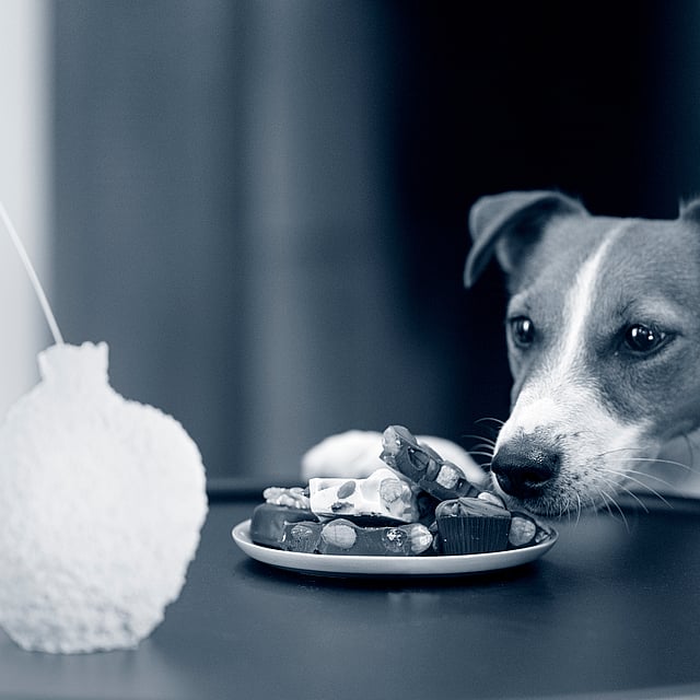 Hond ruikt aan chocolade