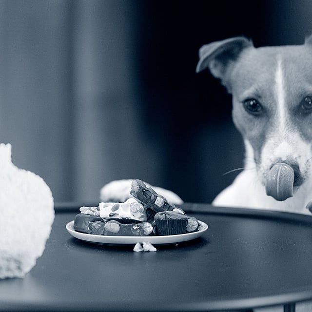 Hond kijkt naar chocolade