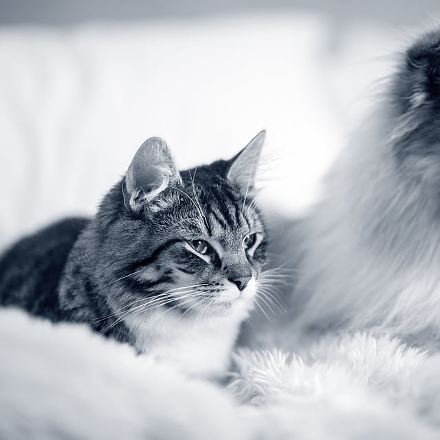 Een hond en een kat die op een deken liggen.