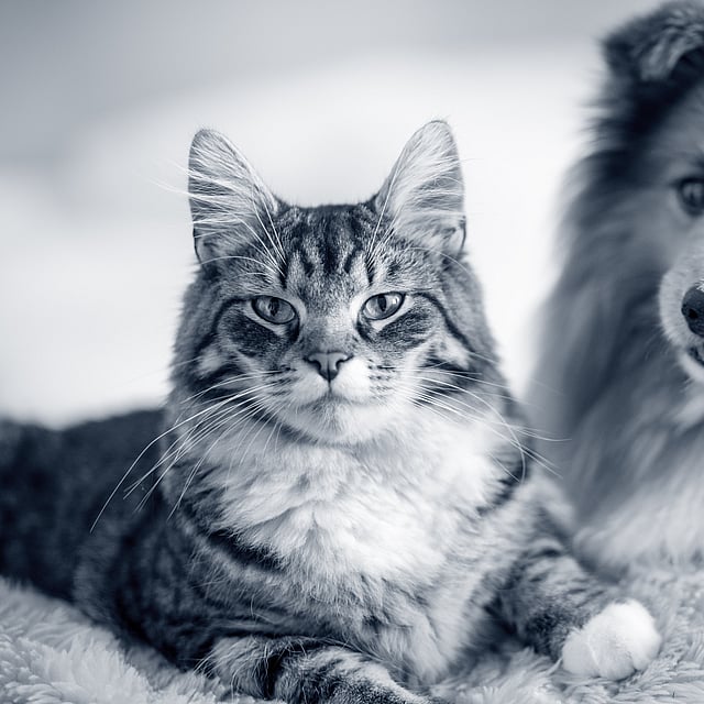 Un chat et un chien allongés sur une couverture.