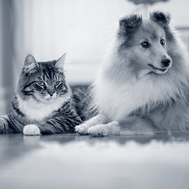 Un chien et un chat allongés sur le sol.
