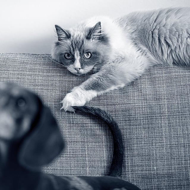 Kat ligt op de top van de zetel, hond zit op de zetel