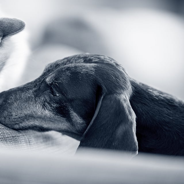 Een kat en een hond die op een bank liggen.