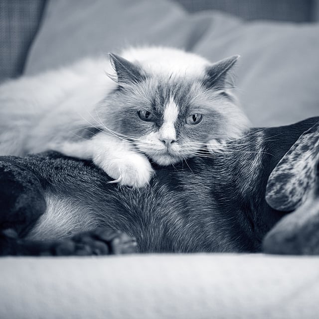 Hond en kat liggen samen op de zetel