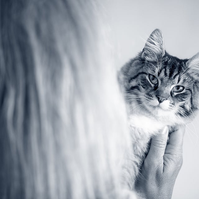 Baasje houdt kat vast