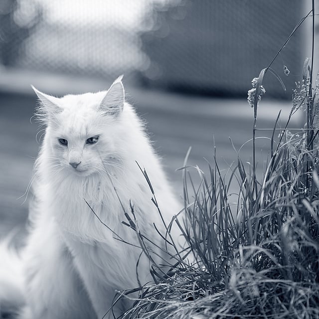 Kat zit buiten