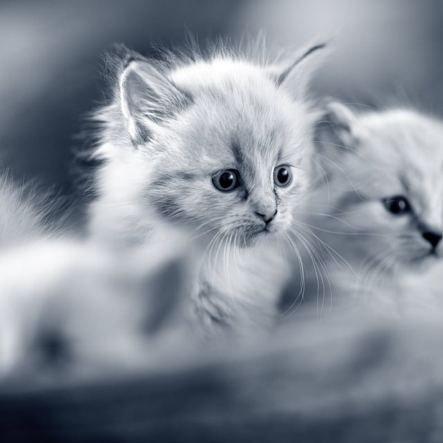 Twee kittens in een mandje
