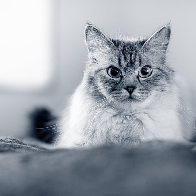 Een kat die de camera bekijkt.