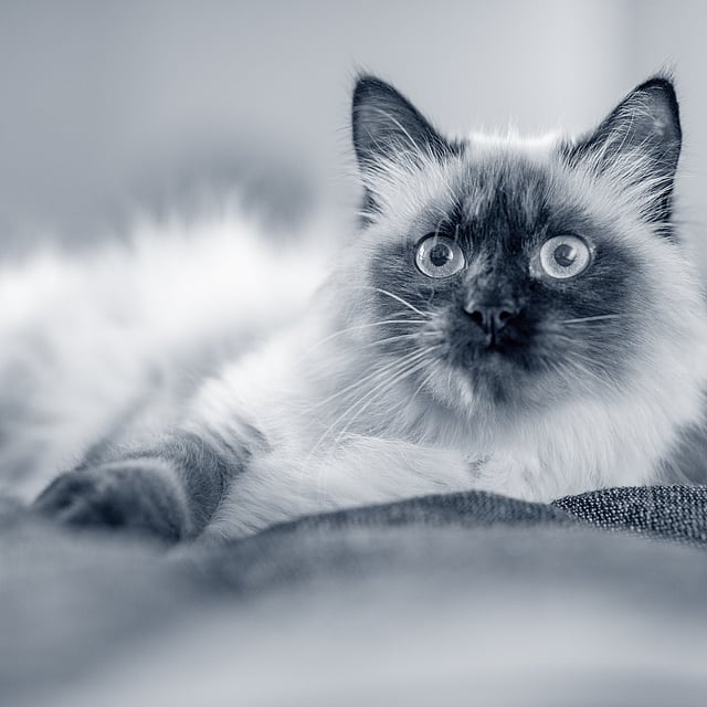 Kat met grote ogen