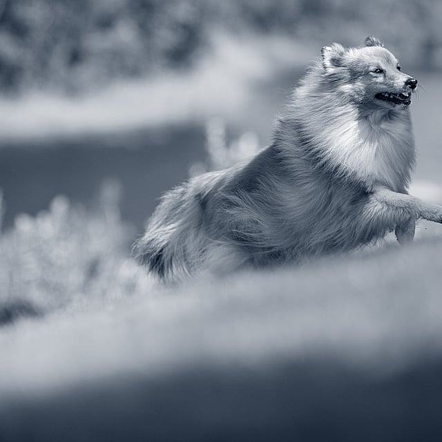 Hond loopt