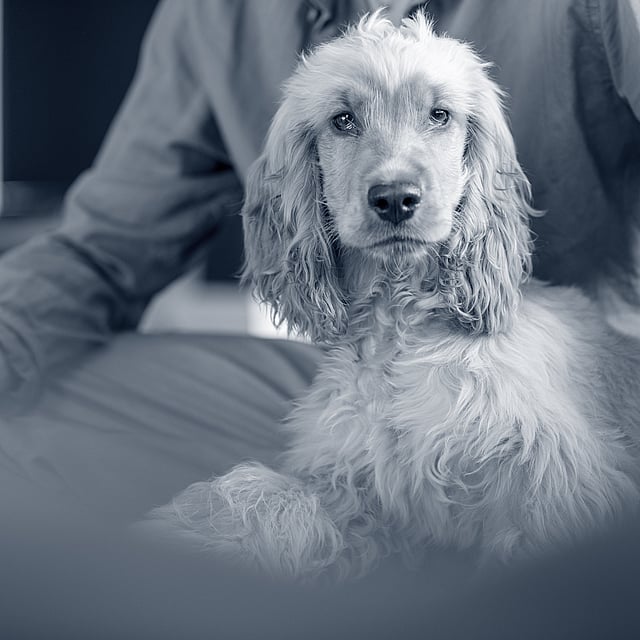 Een hond die op schoot zit.