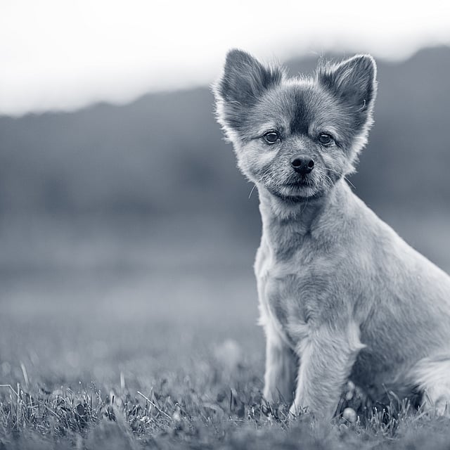 Een hond die in het gras zit.