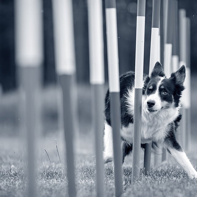 Een hond die door een hindernis rent.