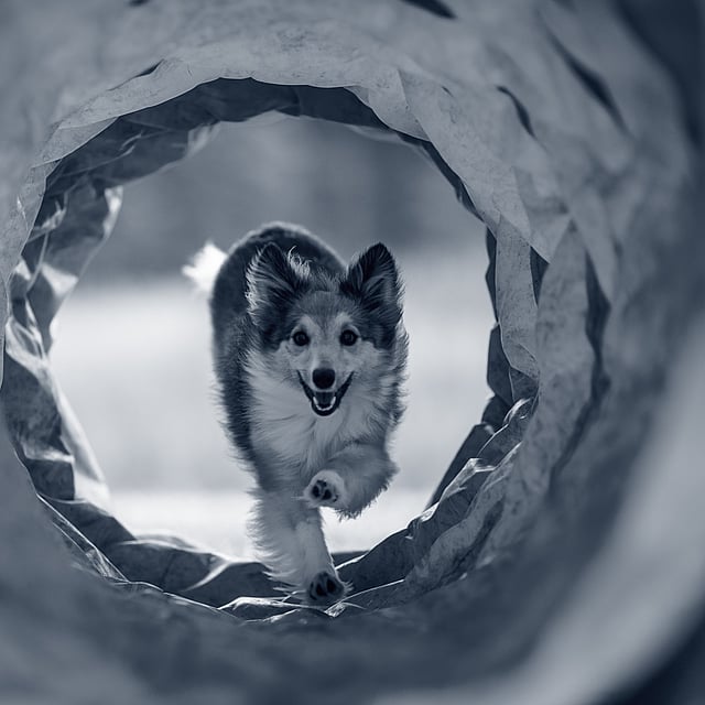 Een hond die door een tunnel rent.