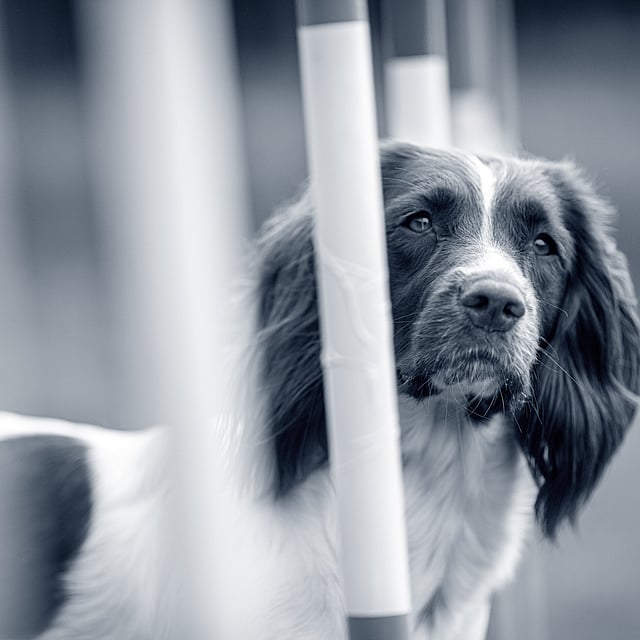 Een hond die door een hek kijkt.