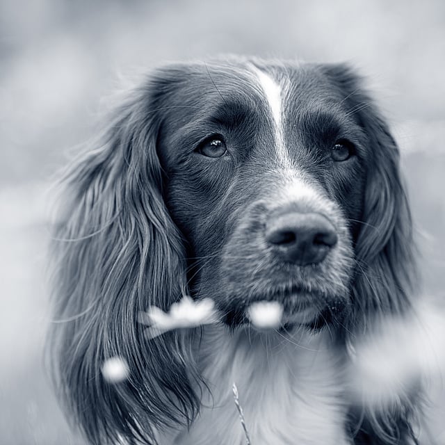 Een hond die de camera bekijkt.