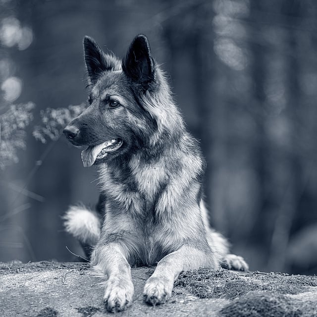Een hond liggend op een rots.