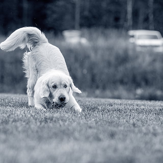 Hond is aan het spelen