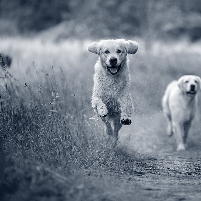 Twee honden die op een onverharde weg lopen.