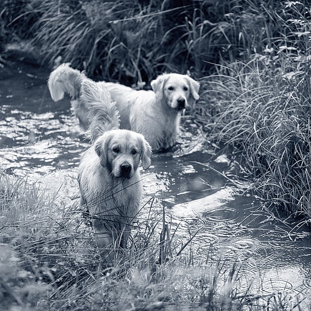 2 honden in het bos