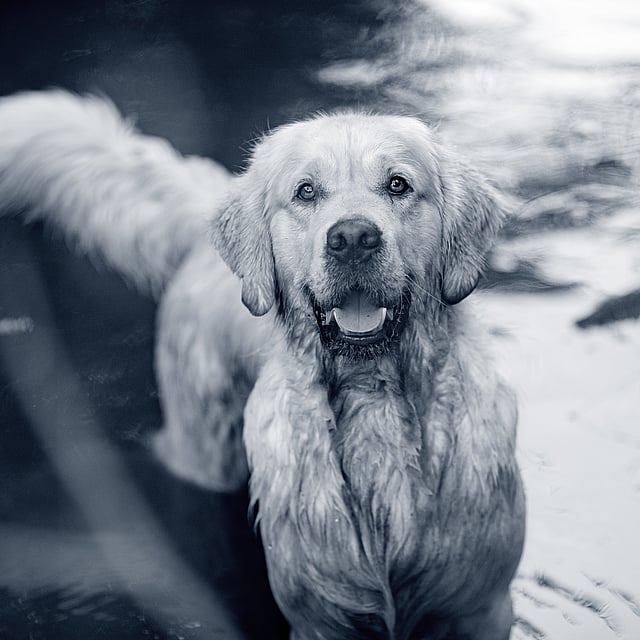 Hond in het water