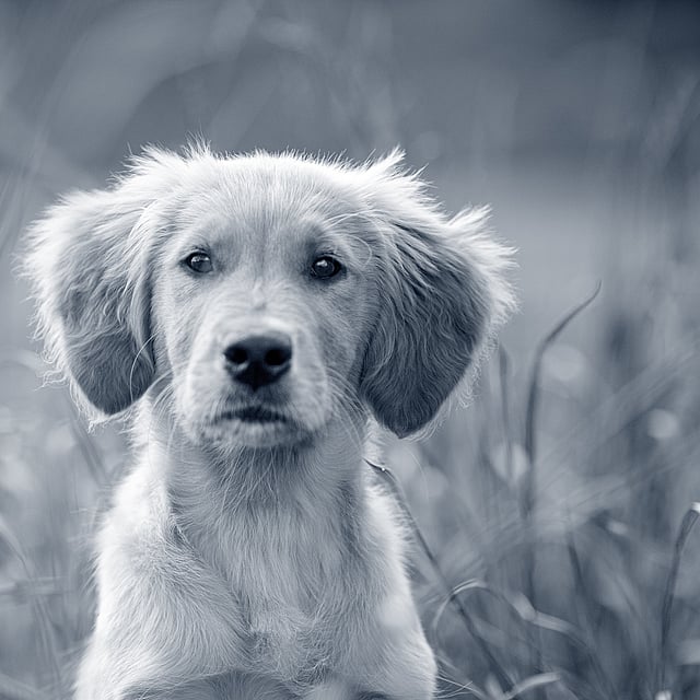 Puppy in het gras