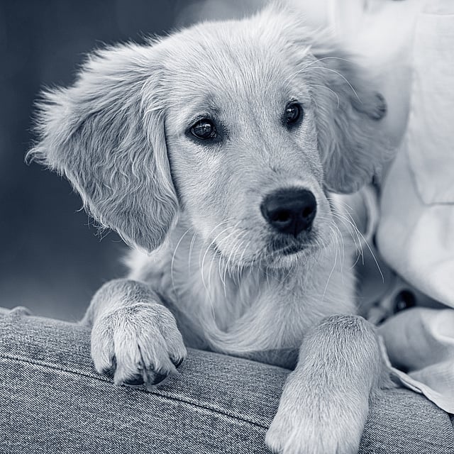 Een hond die op een bank ligt.
