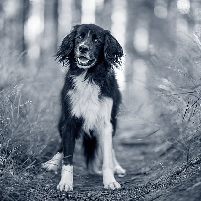 Een hond die zich op een pad bevindt.