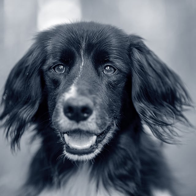 Een zwart-witfoto van een hond.