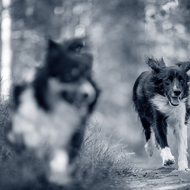 Twee honden die op een weg lopen.