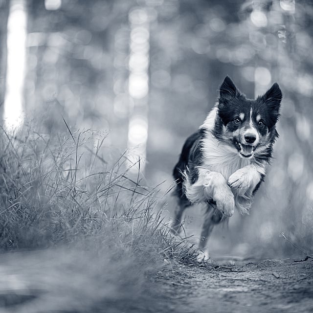 Een hond die op een pad in het bos rent.