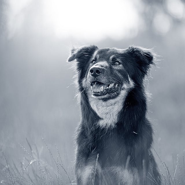 Een hond die in een veld zit.