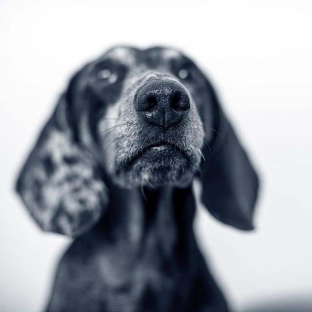 Een hond die omhoog kijkt met een witte achtergrond.
