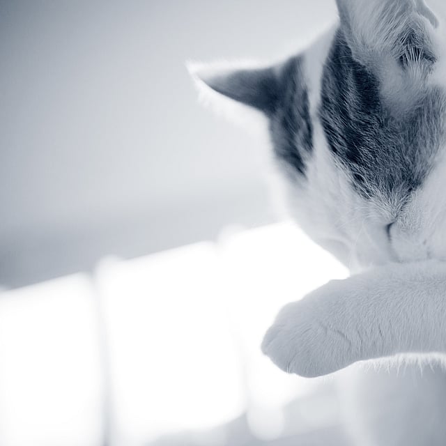 Een kat die zijn poot krabt.
