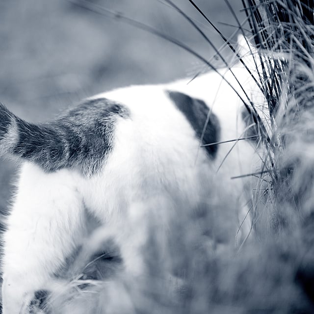 Kat wandelt weg in het gras
