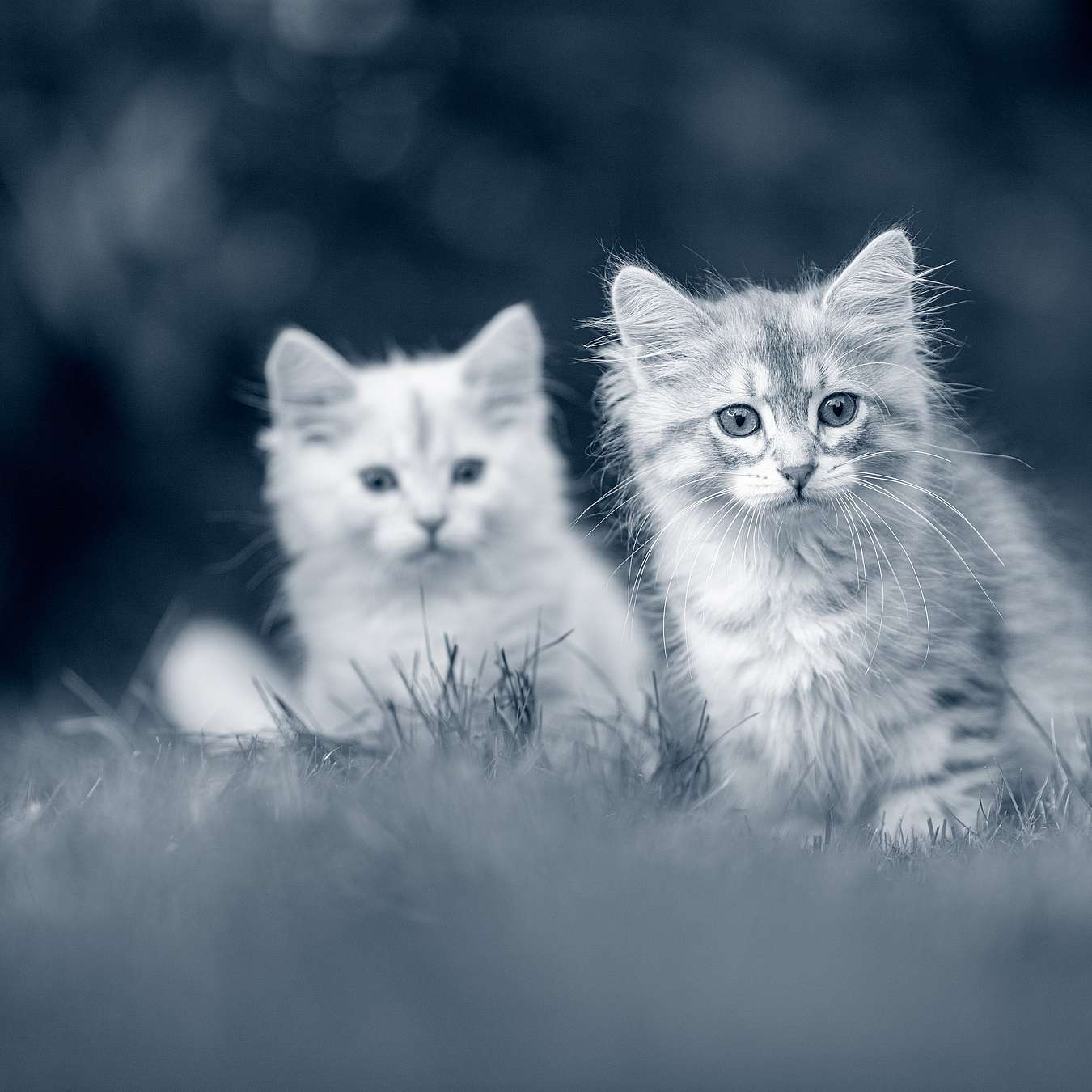 anicura-kittens