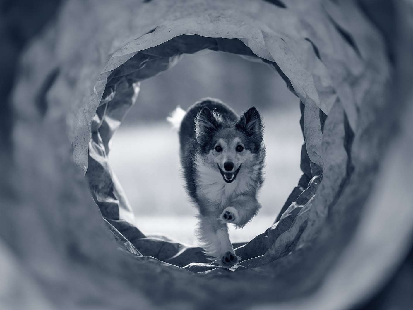 Hond lopend door een tunnel