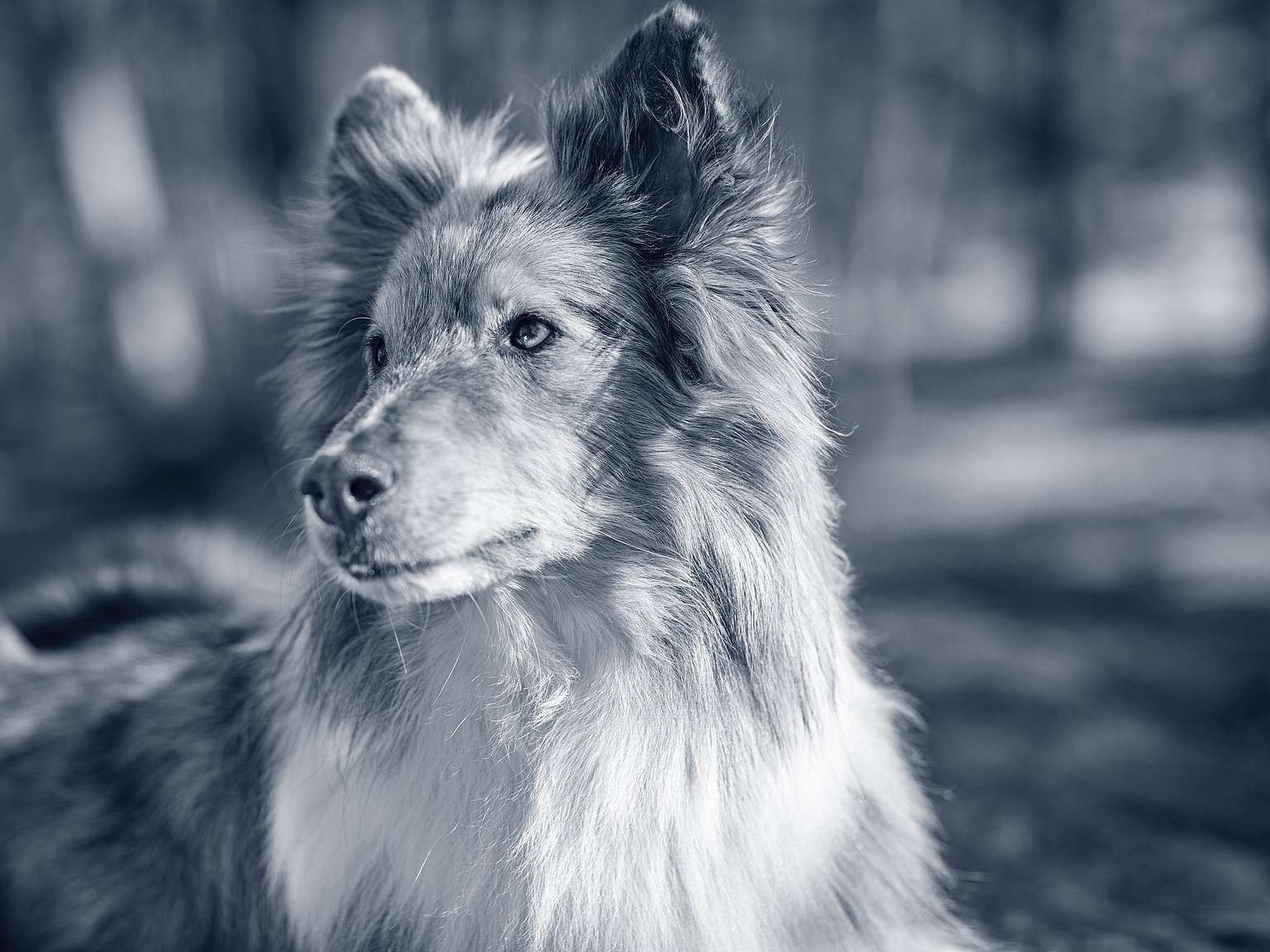 shetland-sheepdog