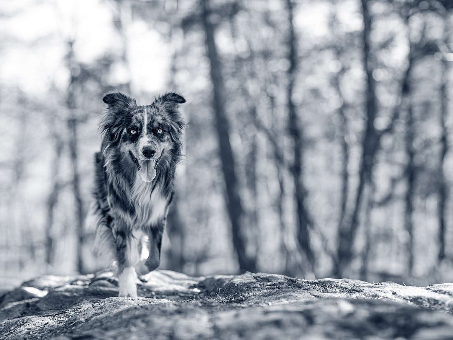 Hond in het bos