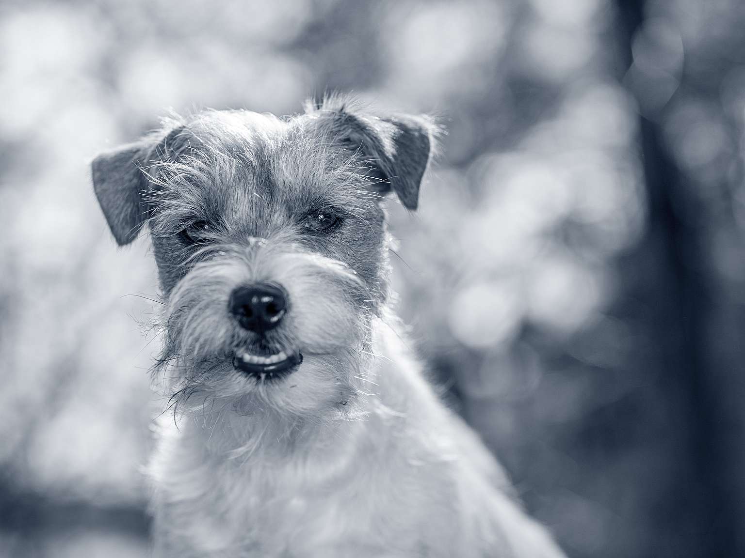 jack-russell-terrier