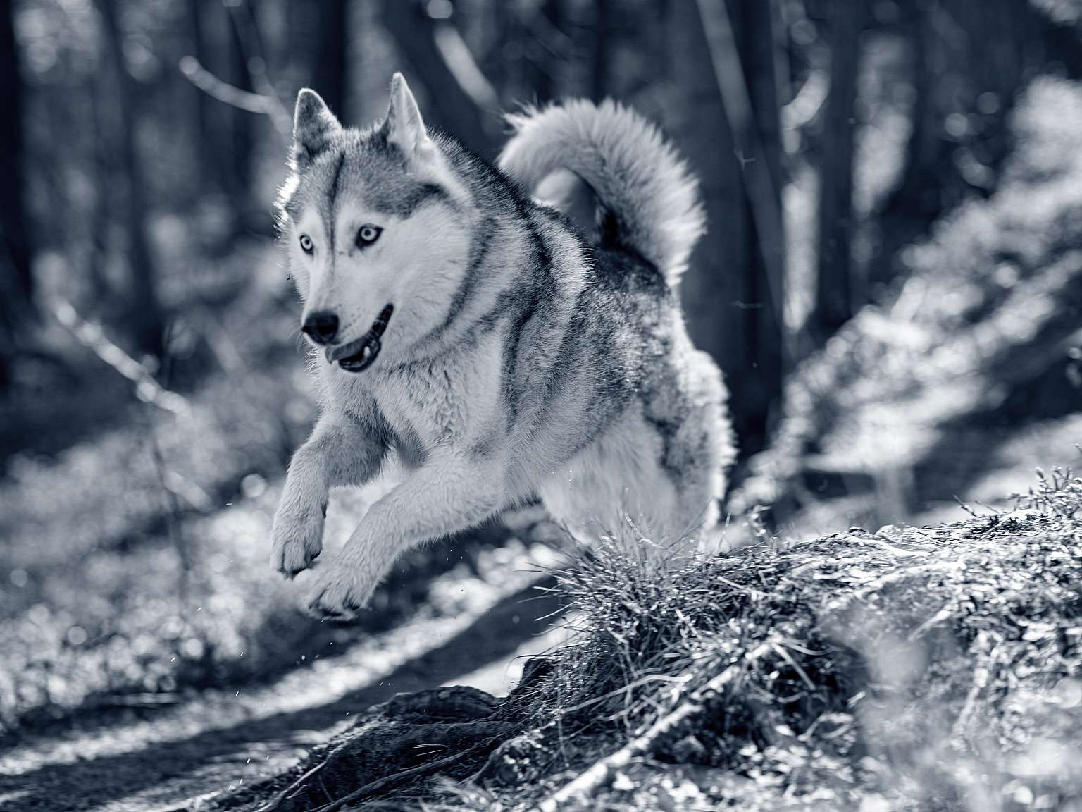 siberische-husky