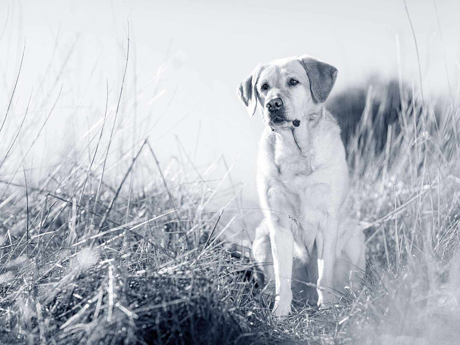 labrador-retriever