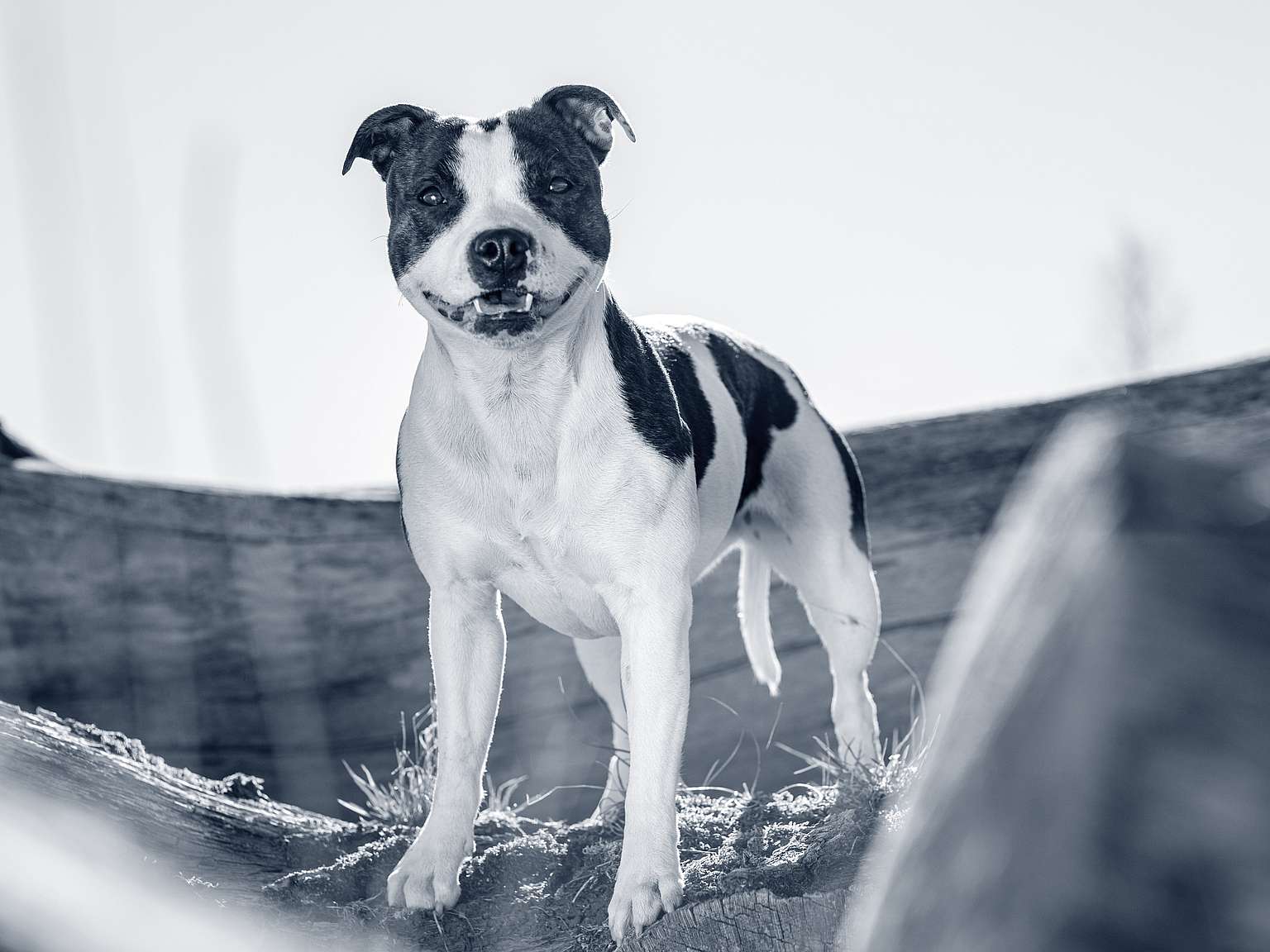 staffordshire-bull-terrier