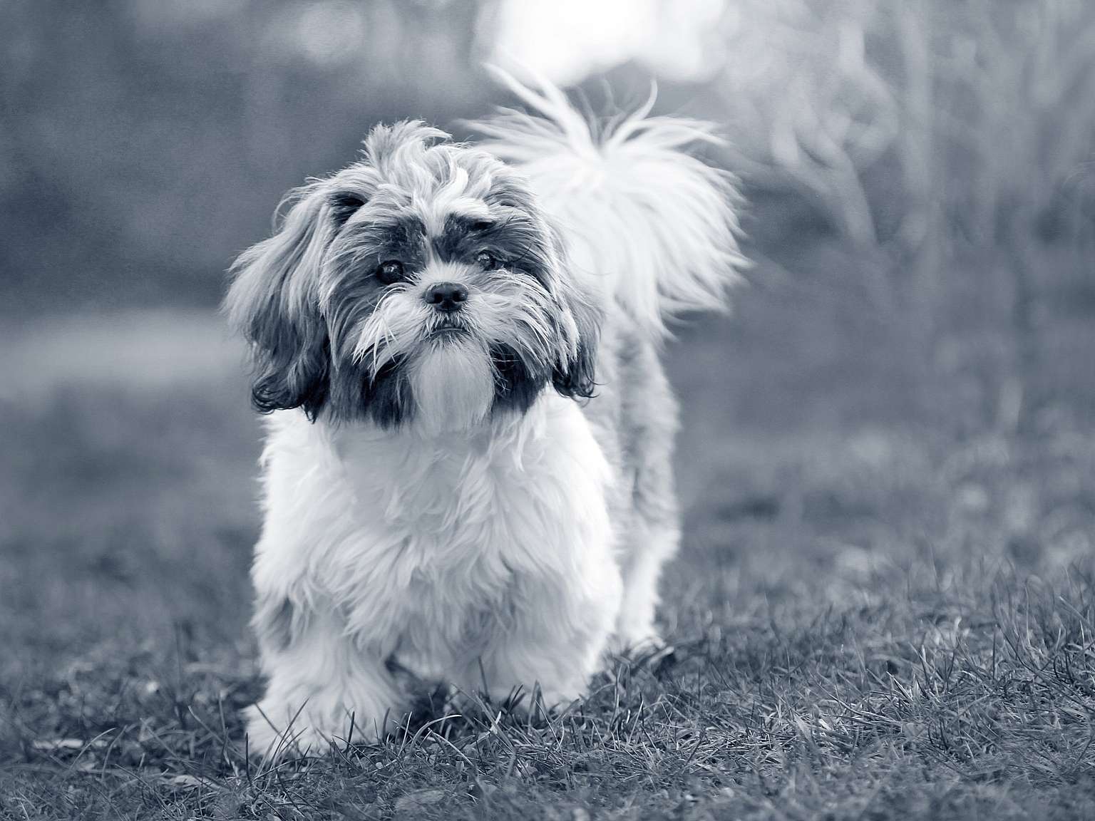 shih-tzu