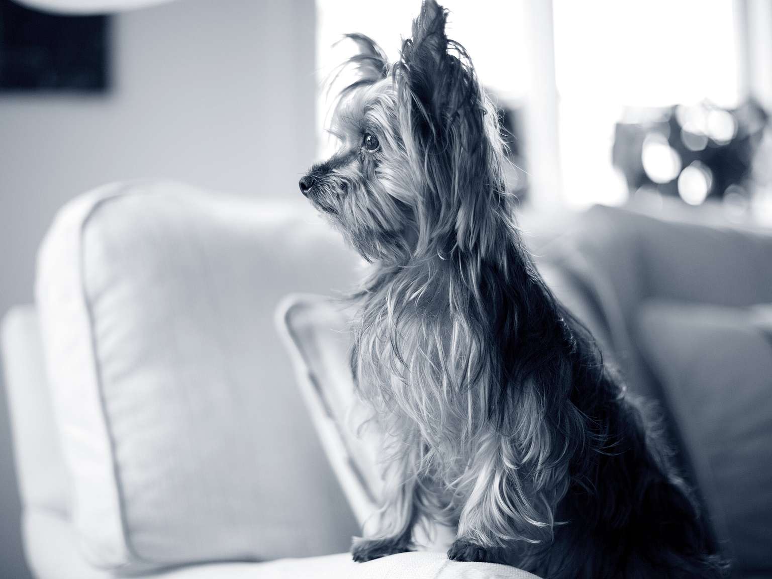 yorkshire-terrier