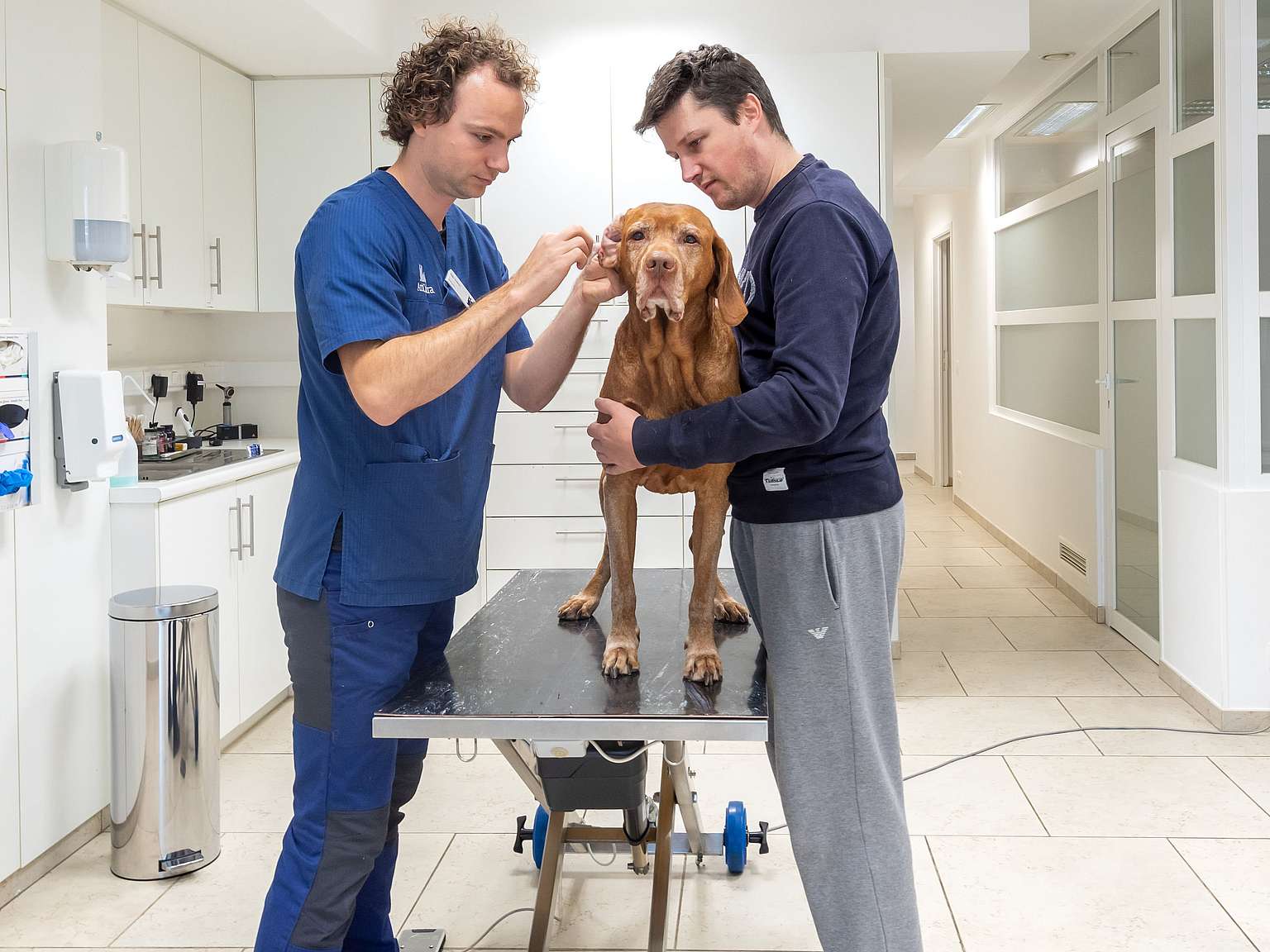 anicura-dierenartsenpraktijk-het-binnenhof-consultatie-hond