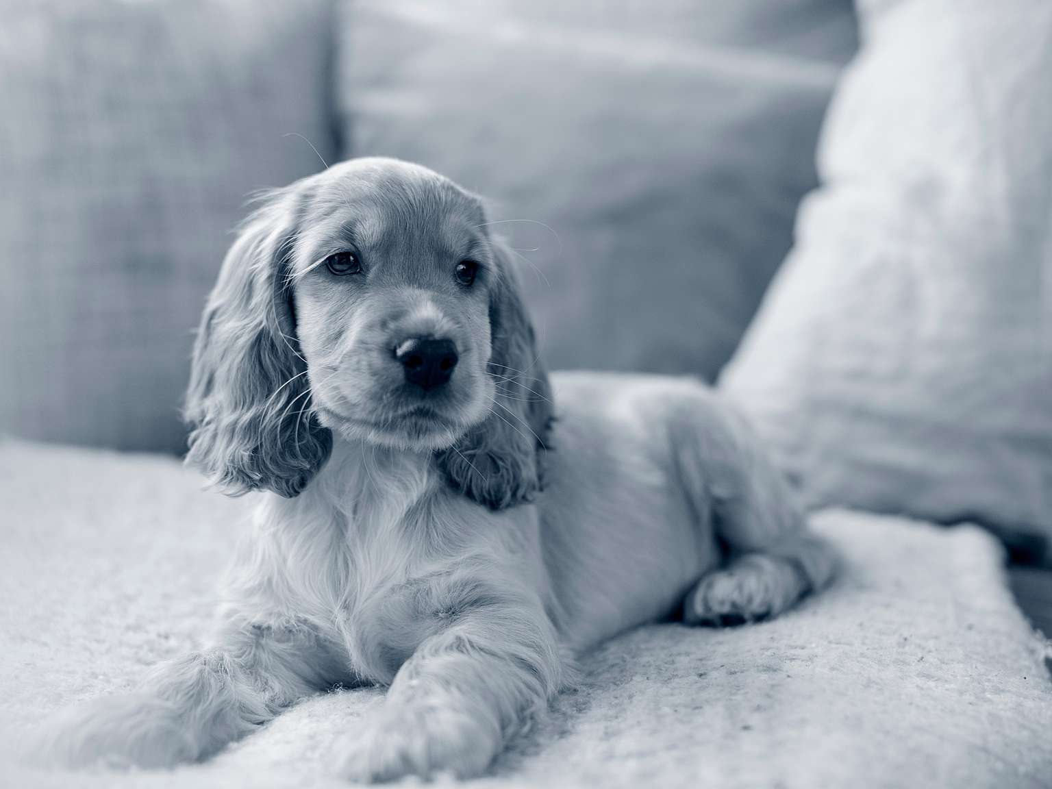 engelse-cocker-spaniel